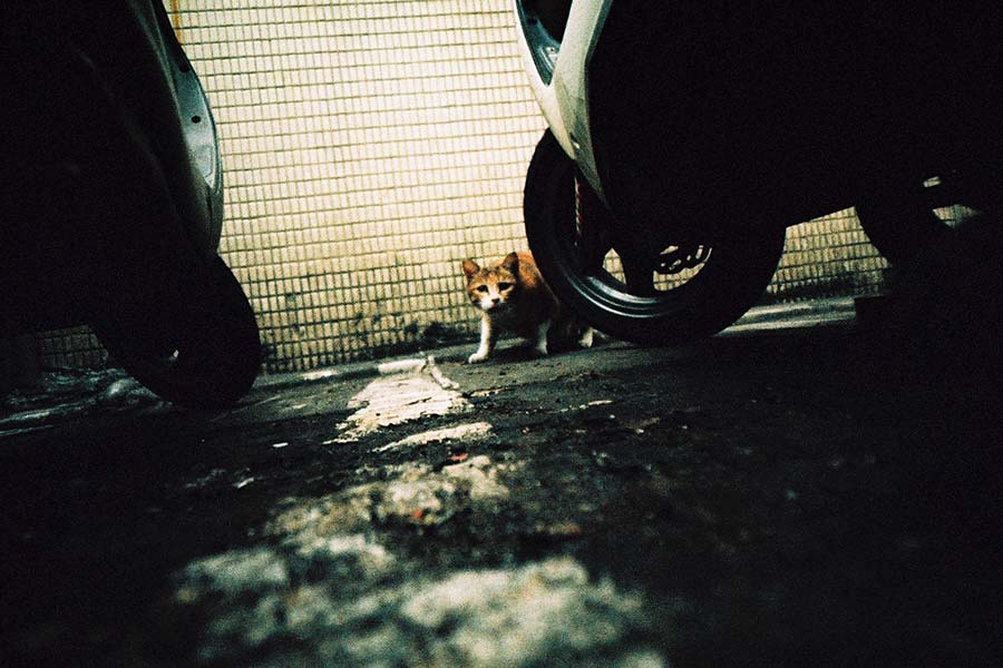 Russar lens analogue photo 22