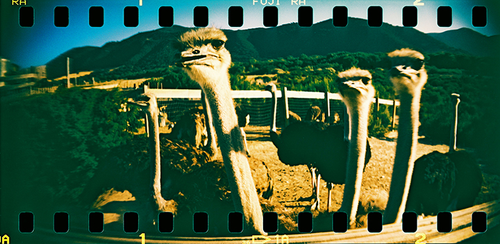 Sprocket Rocket Photo